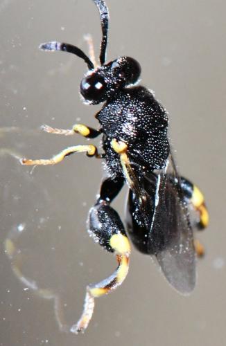 Brachymeria sp.